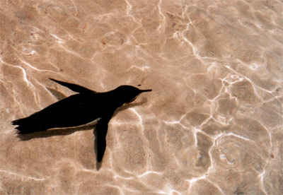 © 2003 by Katharina Pallas.