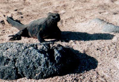 © 2003 by Katharina Pallas.