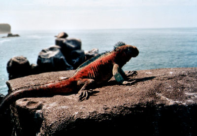 © 2003 by Katharina Pallas.