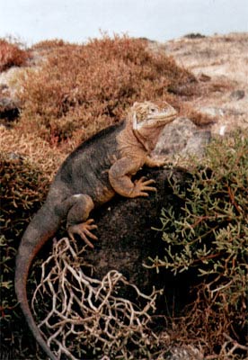 © 2003 by Katharina Pallas.