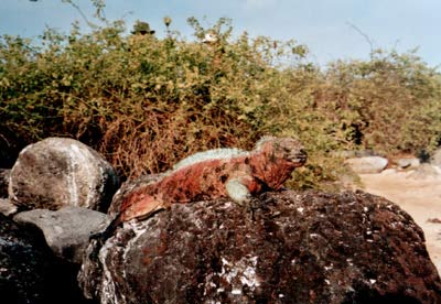 © 2003 by Katharina Pallas.