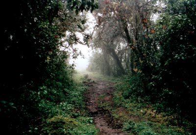 © 2003 by Katharina Pallas.