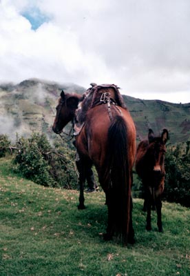 © 2003 by Katharina Pallas.