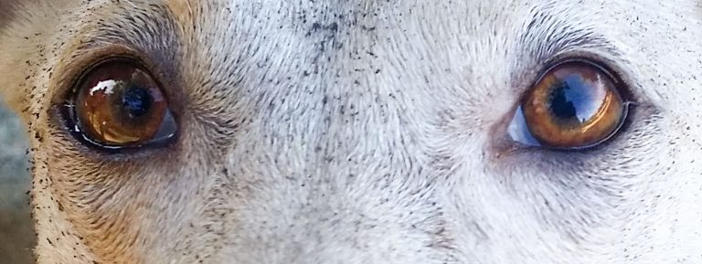 Laurie: Stephen King verschenkt eine Kurzgeschichte