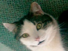 Wo sind die Katzen in der Literatur?