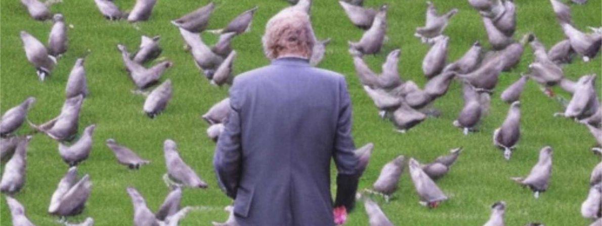 Wolfgang Koeppen blickt auf Tauben im Gras (Symbolbild)