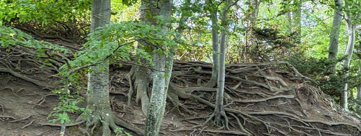 Wurzeln und Weg im Park des Louisiana Museum
