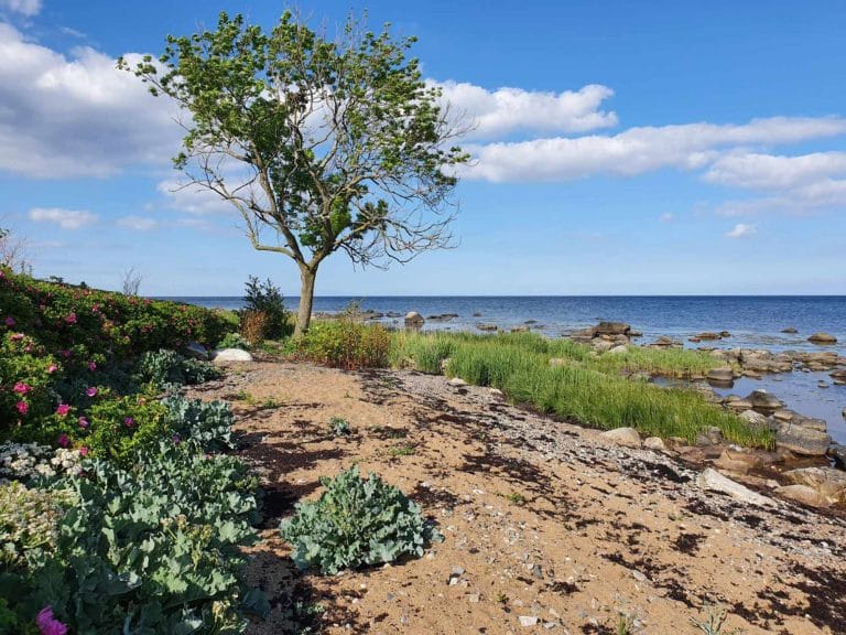 Mit Tove Jansson durch Schweden: Die wahre Heldin reist mit leichtem Gepäck