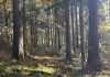 Sonnenlicht fällt zwischen hohen Tannenstämmen auf moosigen Waldboden.