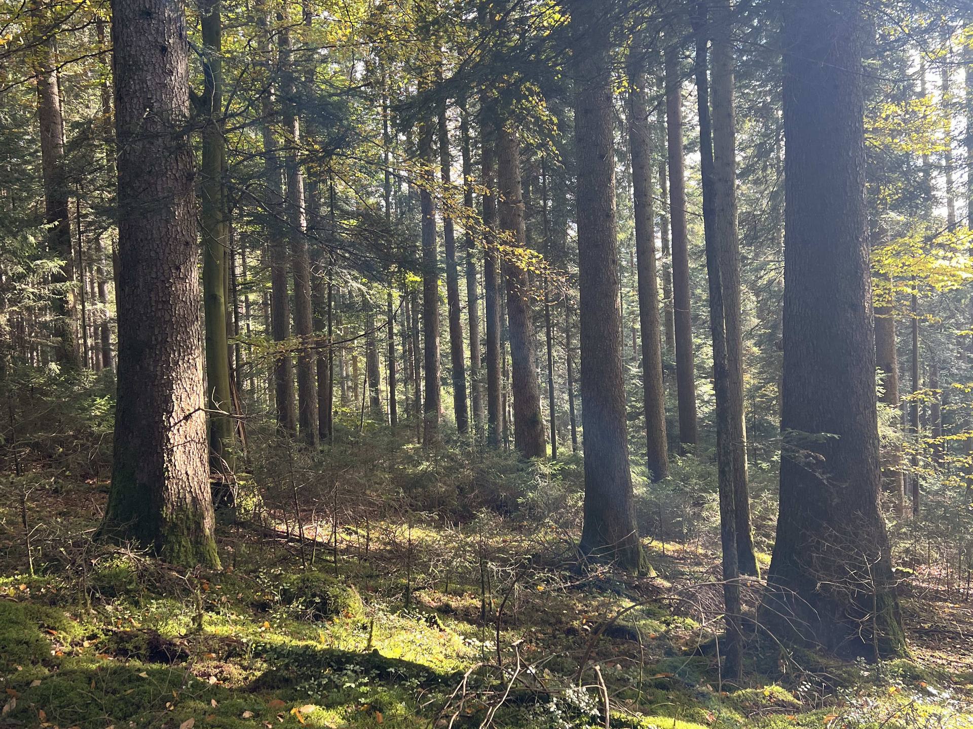Sonnenlicht fällt zwischen hohen Tannenstämmen auf moosigen Waldboden.