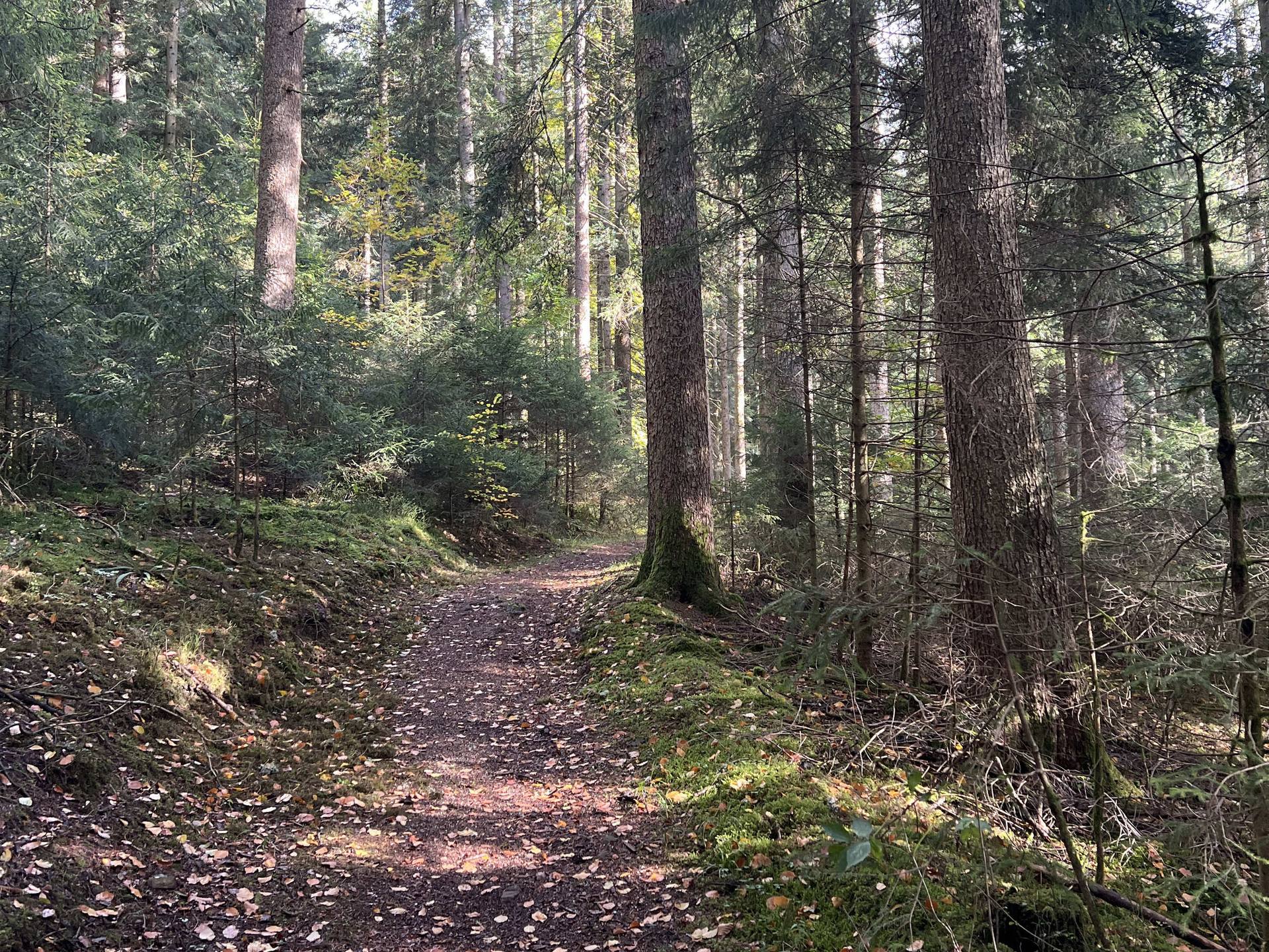 Ein Waldweg voller Herbstlaub führt zwischen Tannen hindurch.