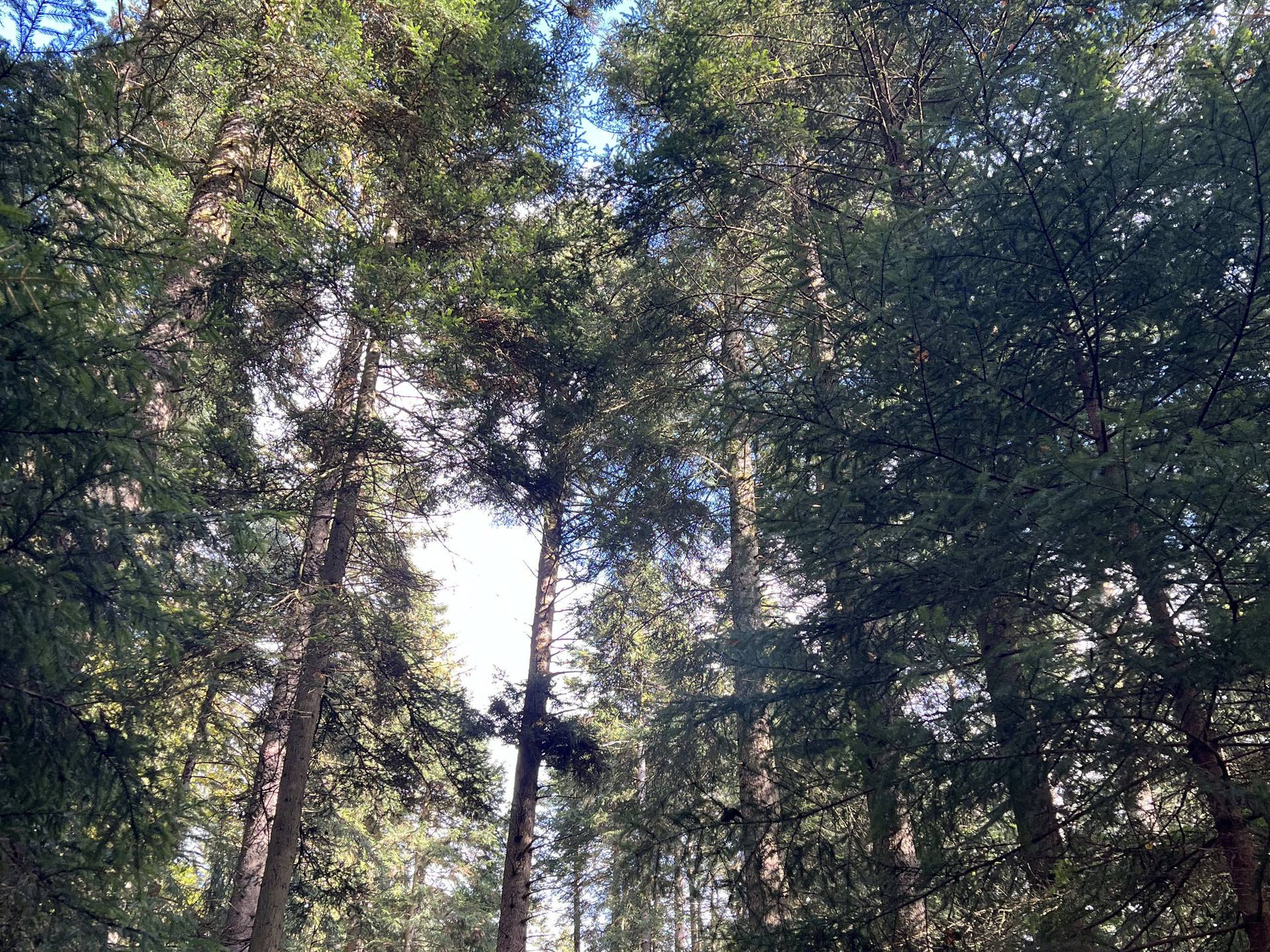 Blick nach oben in die Kronen hoher Tannen, dazwischen blauer Himmel.