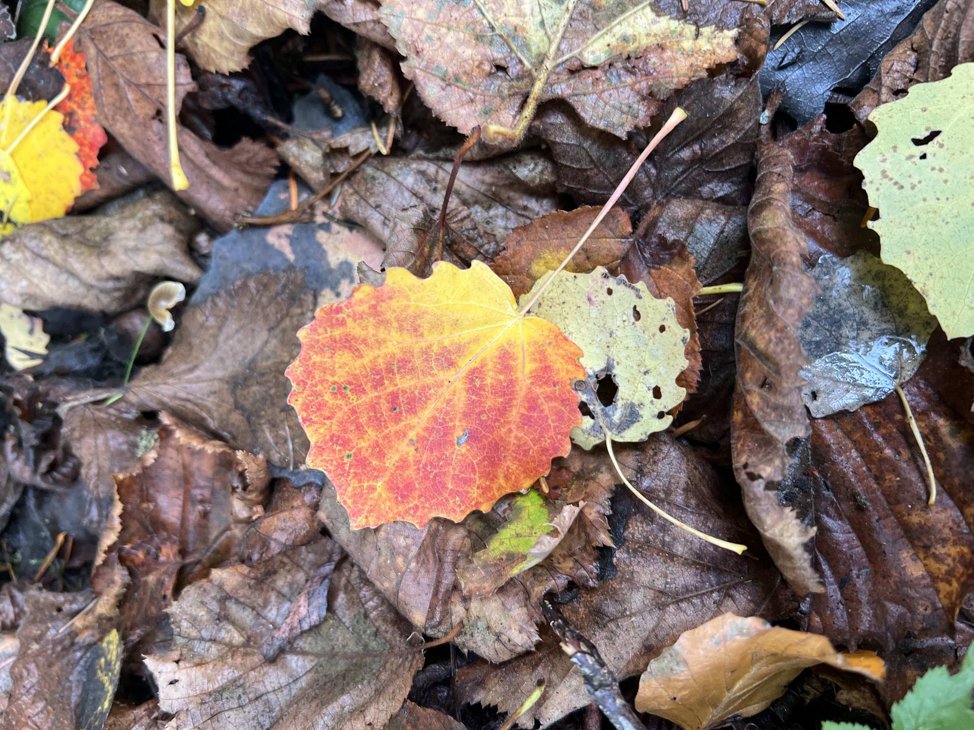 Ein rot-gelb gefärbtes Espenblatt auf braunem Herbstlaub.