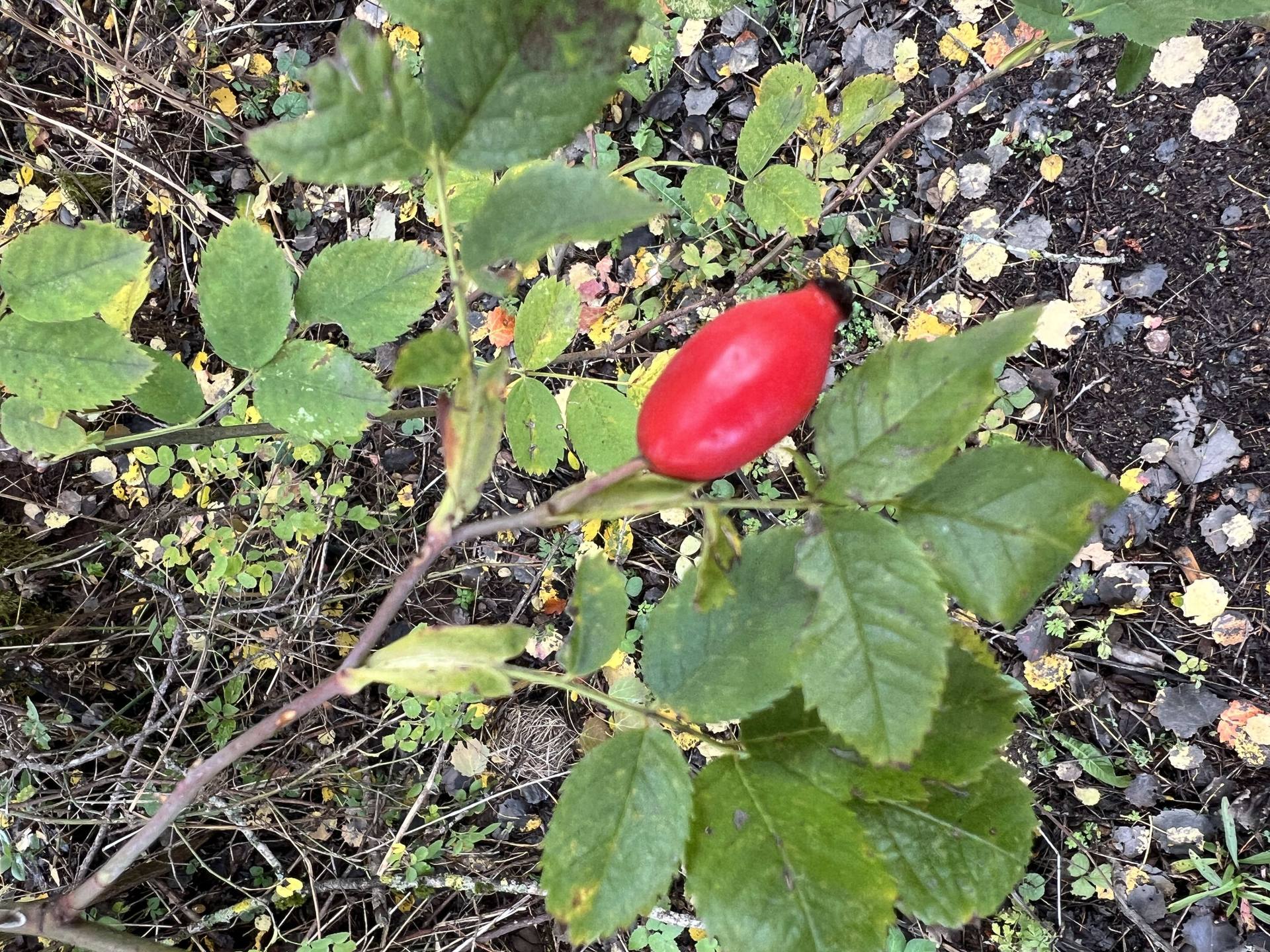 Eine rote Hagebutte zwischen grünen Blättern.