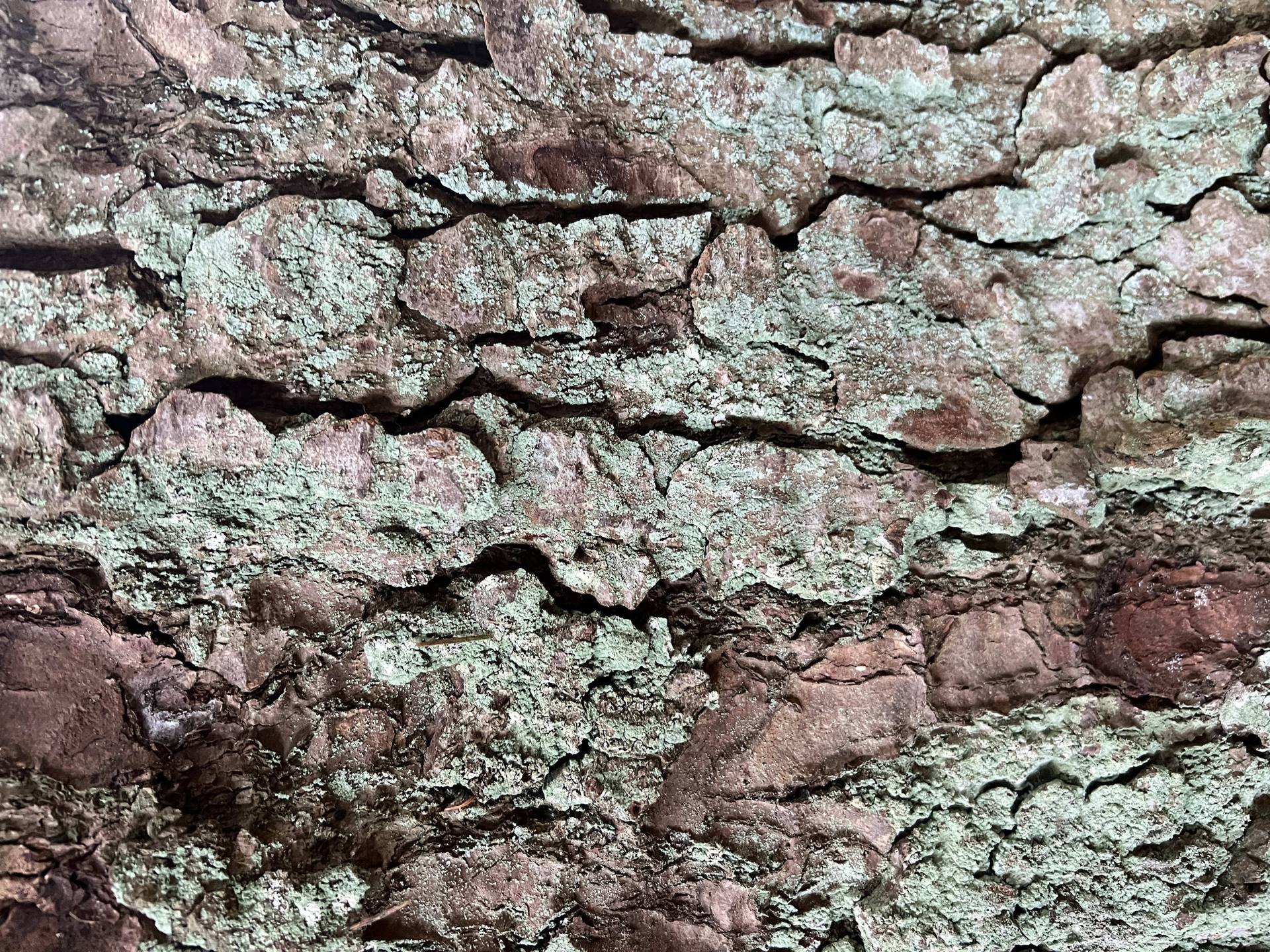 Baumrinde, überzogen von hellen, blaugrünen Flechten.