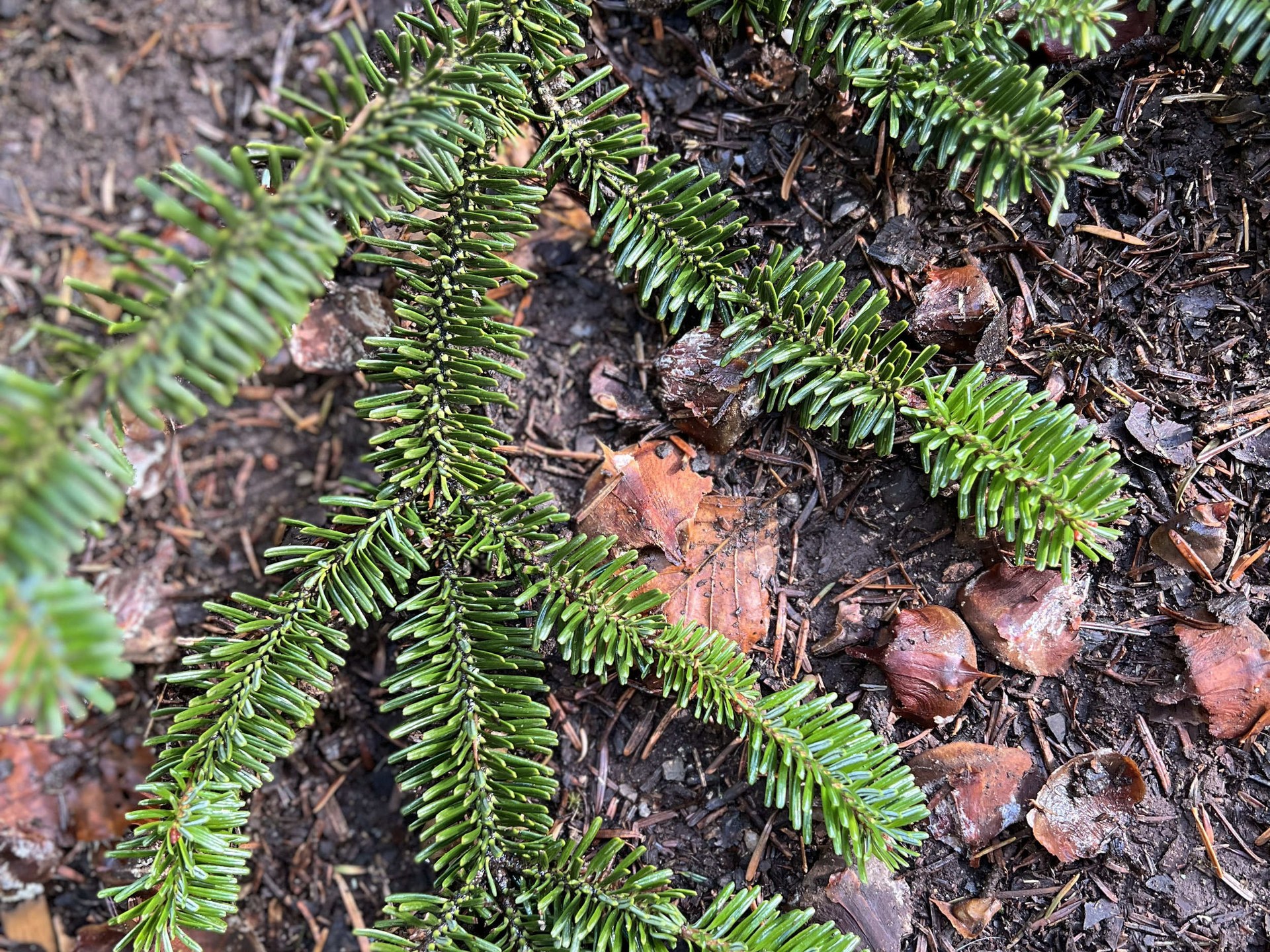 Ein Tannenzweig mit dunkelgrünen Nadeln auf braunem Waldboden.